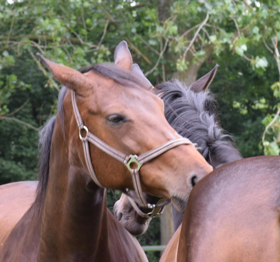Others 4, Westert Hoeve, Bellingwedde