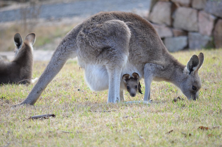 Others 5, 31 The Rocks, Stanthorpe