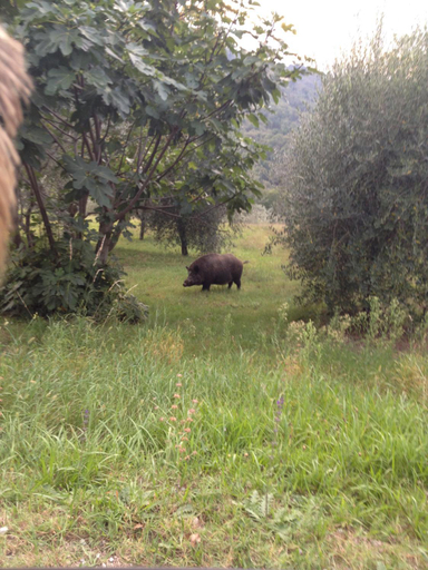 Others 3, Il ghiro, Arezzo