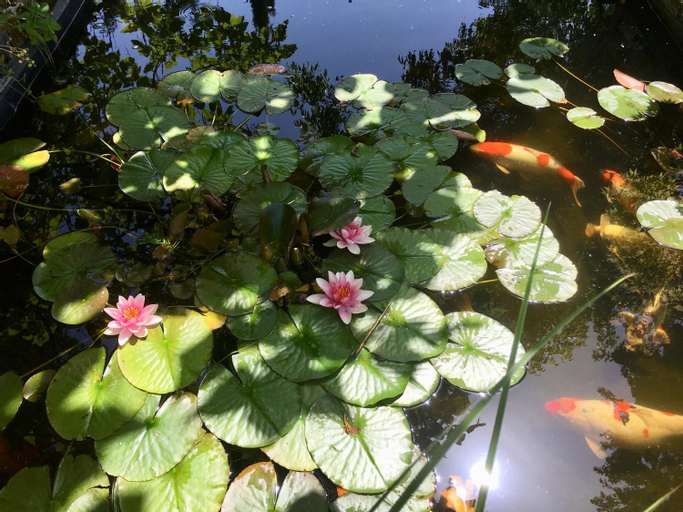 Les reves d'Angele, Yonne