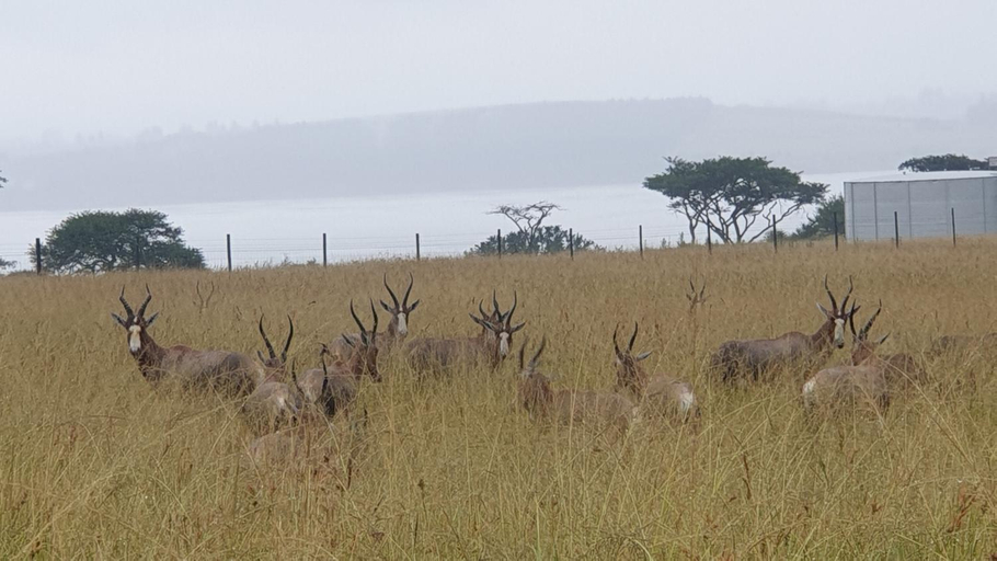Others 4, Verdant Valley Lodge, Umgungundlovu