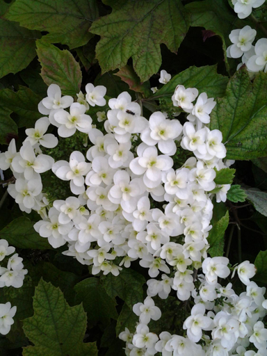 Others 4, Les Jardins, Nord