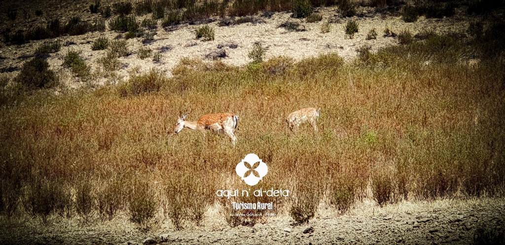 Others 2, Aqui n' al-deia, Mértola
