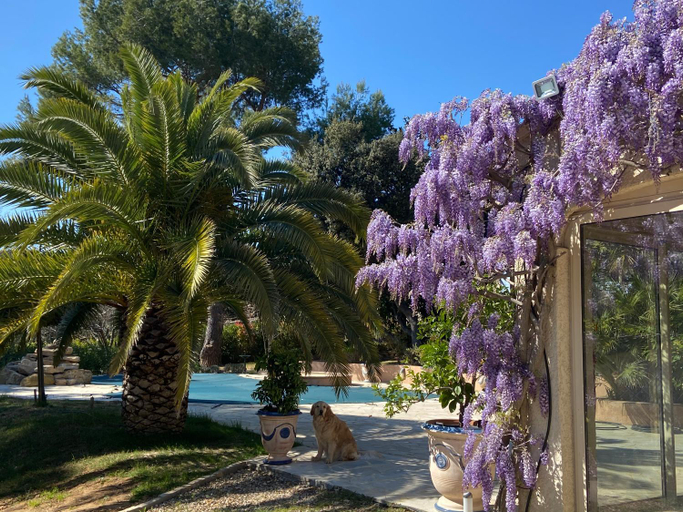 Others 4, Santolines en Provence, Vaucluse
