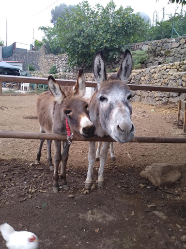 Others 3, LA TAGORA Conect with the nature & relax, Santa Cruz de Tenerife