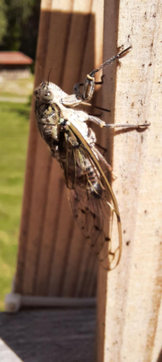 Others 3, DOMAINE DU BANCOUREL, Dordogne