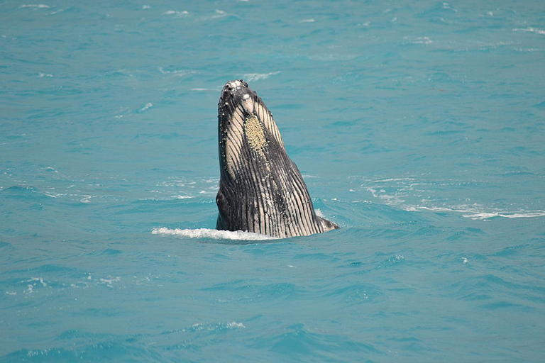 Others 3, pousada corais de abrolhos, Caravelas