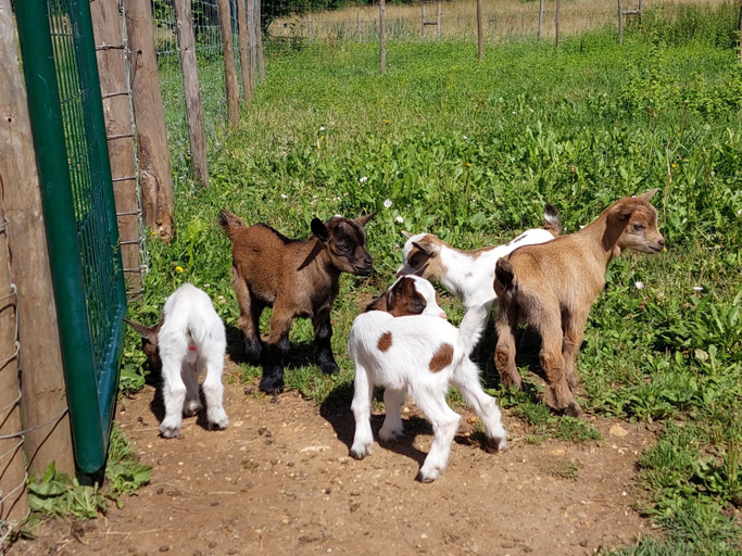 Others 5, Ferme des Petites Oreilles 4 etoiles, Dordogne