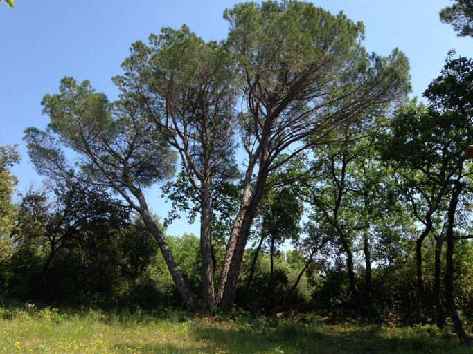 Others 3, Les marguerites, Gard
