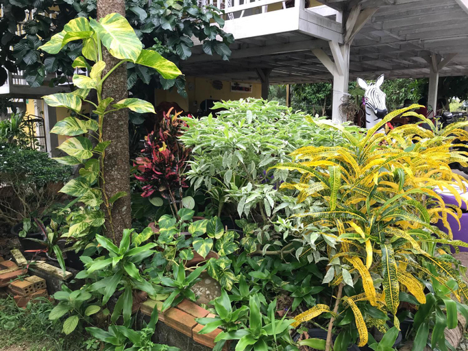 Others 5, Tree In Town, Muang Phatthalung