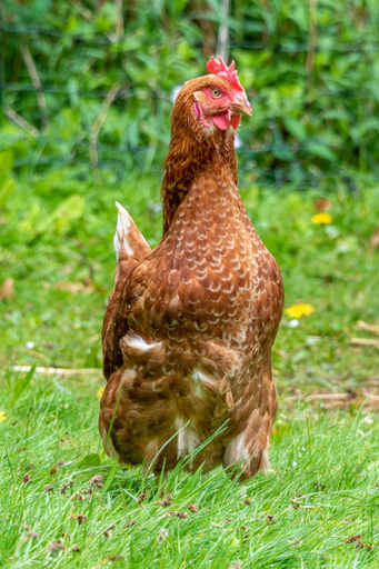 Others 3, Nutsford House Bed & Breakfast, Somerset