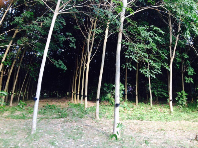 Others 3, Mr Bao Homestay & Bungalows, Ko Yao District