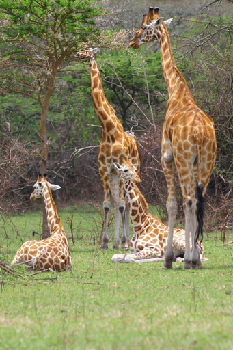 Others 4, Hyena Hill Lodge, Nyabushozi