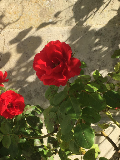 Others 5, Chez Savary, Charente-Maritime