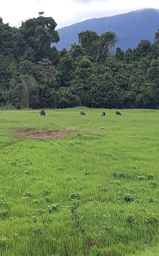 Others 2, Pakchong hostel & wildlife tour, Pak Chong
