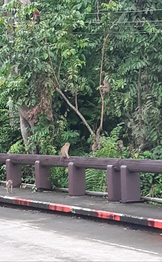 Others 4, Pakchong hostel & wildlife tour, Pak Chong