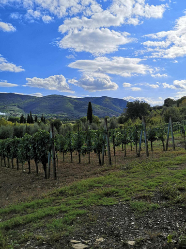 Others 2, Alba Morus Bed & Breakfast sentiti a casa nel cuo, Arezzo