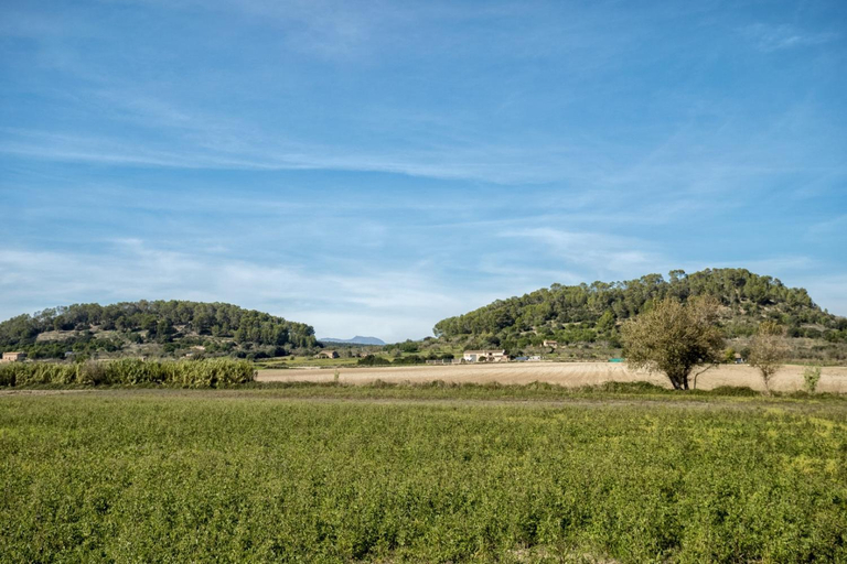 Others 5, Es Camp Pla, Baleares
