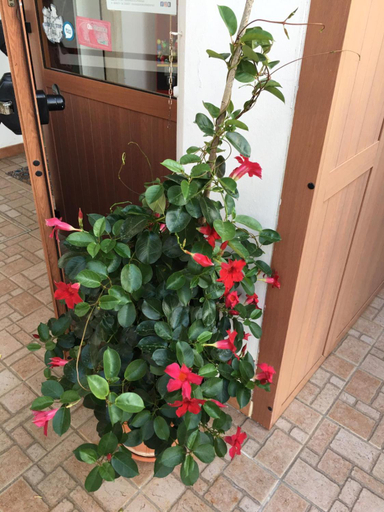Food & Drinks 5, U’ Fore B&B Relax garden, Bari