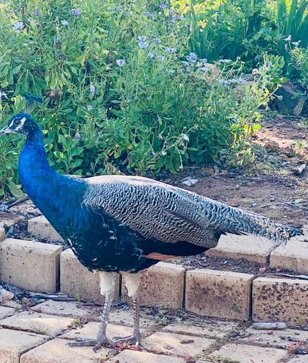 Others 4, Sandalwood Downs Fabulous Farm Stay TOODYAY, Toodyay