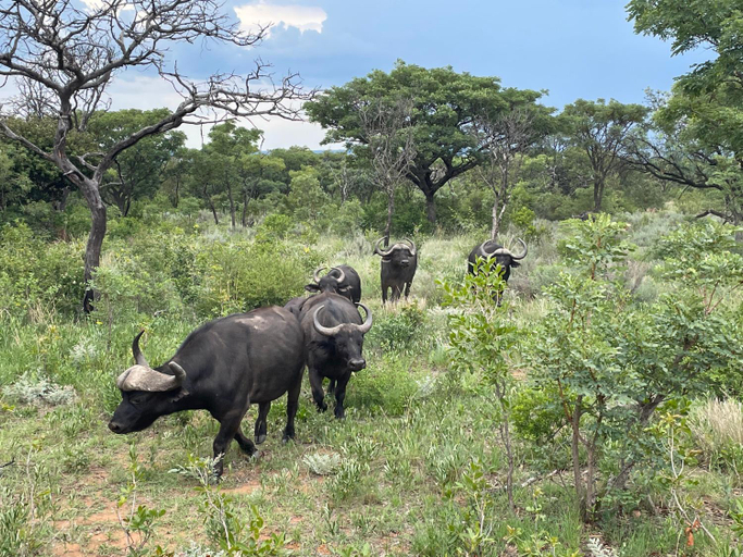 Others 5, Moletani Game Ranch, Waterberg