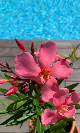 Others 4, Insolite avec piscine Au Bonheur Comtois, Haute-Saône