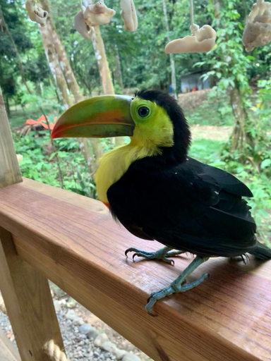 Others 4, Jungle Bluff Beach Paradise - Jungle House, Bocas del Toro