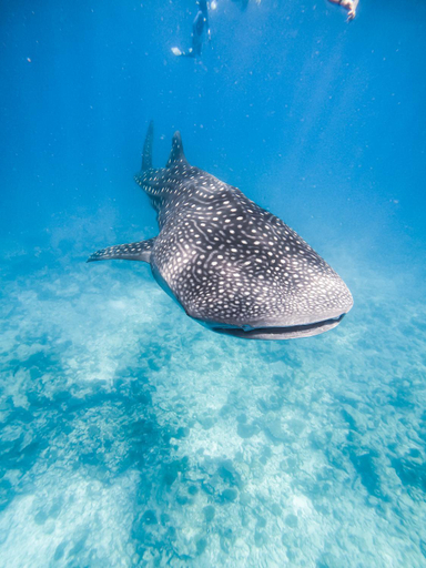Others 5, Hitha Maldives - Omadhoo