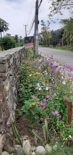 Others 5, Tara guesthouse - Sauraha,Chitwan, Narayani