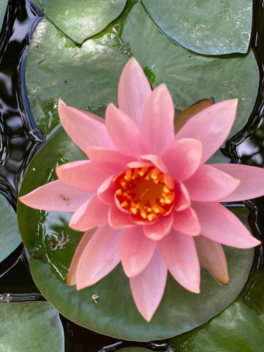 Others 3, Sapphire Garden Hotel, Hingurakgoda
