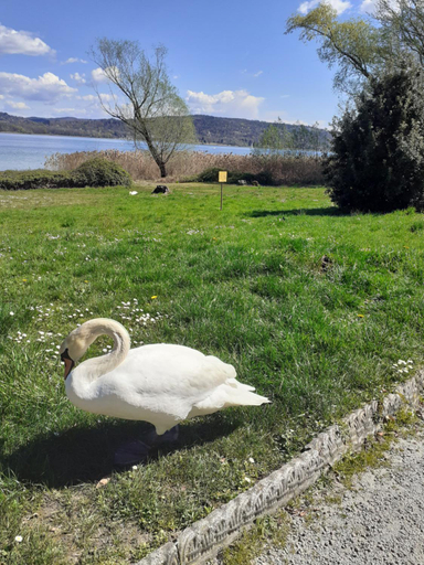 Others 5, Room country-lake, Novara