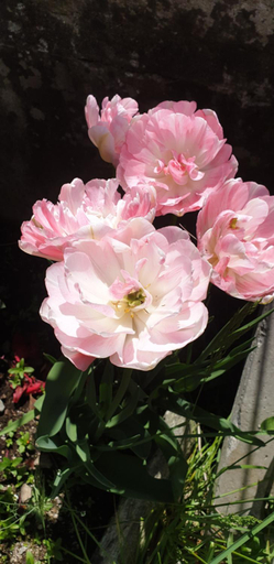 Others 2, B&B VILLA ROSA, Verbano-Cusio-Ossola