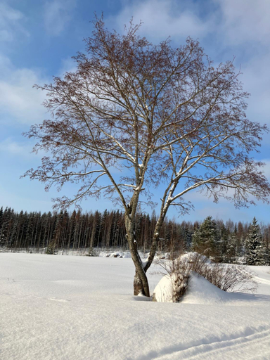 Others 4, Lamminmaen Juhla ja Peti, Central Finland