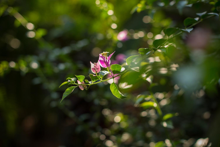 Garden 2, Cinnamon, South Goa