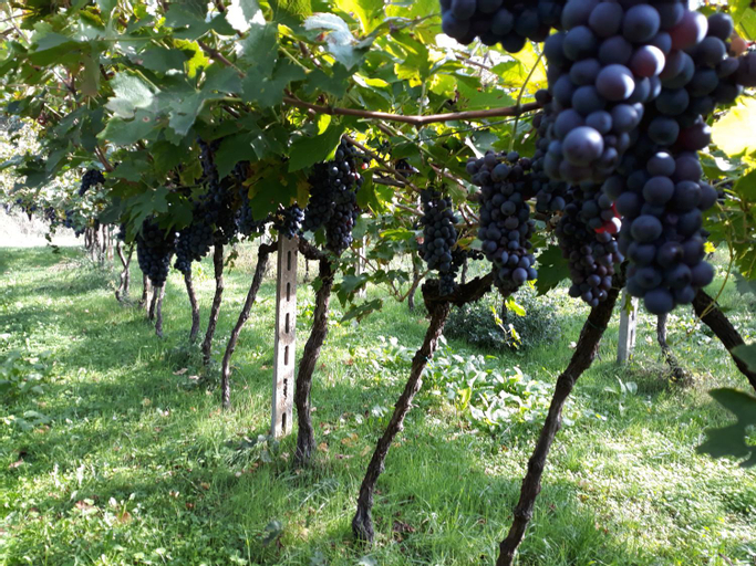 Agriturismo Villa Stella, Verona