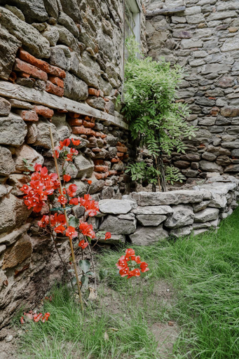 Garden 2, Forget Me Not, East Macedonia and Thrace