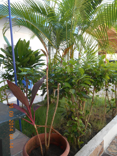 Others 5, Lucy Rooms, Guayacanes