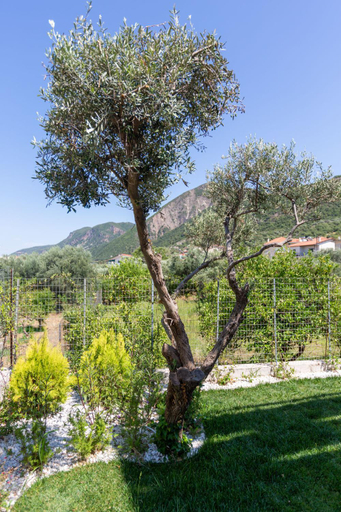 Others 4, Two Olive Trees - Deluxe Apartments, West Greece