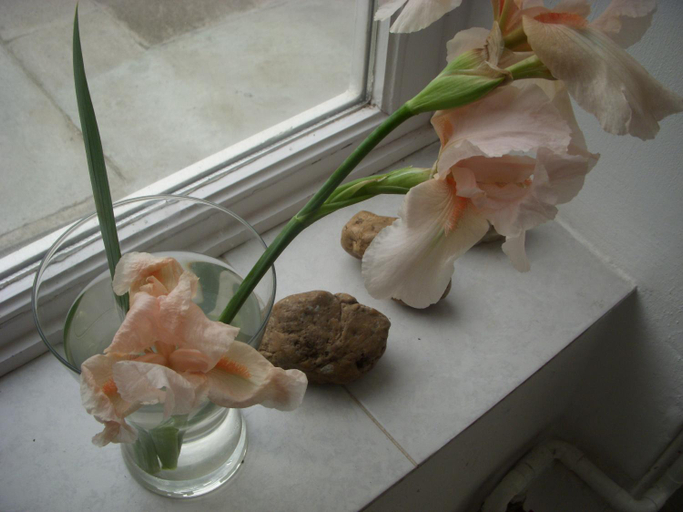 Food & Drinks 5, Garden Szivarvany utca 39 Superior Vendeghaz, Szeged