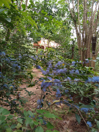 Others 4, Dambulla Tree House, Dambulla