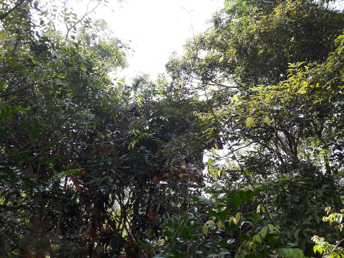 Others 5, Dambulla Tree House, Dambulla