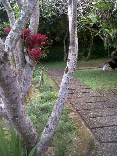 Others 3, Arjana Bungalow 2, Gianyar
