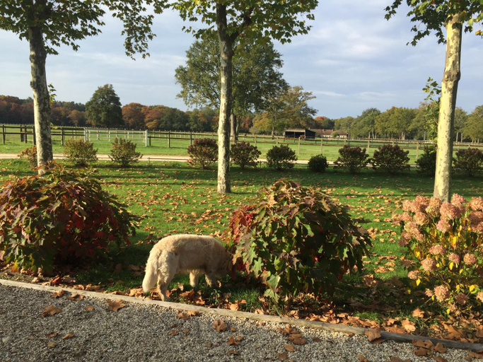 Others 2, haras du Vignault Le Bucher, Loir-et-Cher
