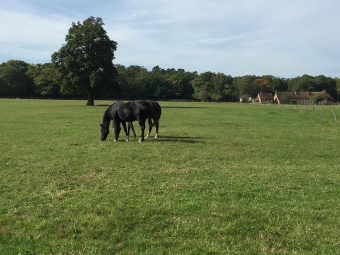 Others 3, haras du Vignault Le Bucher, Loir-et-Cher