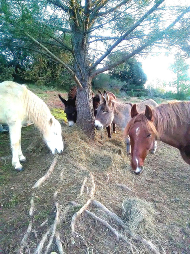 Others 3, Les anes de petit jean, Var