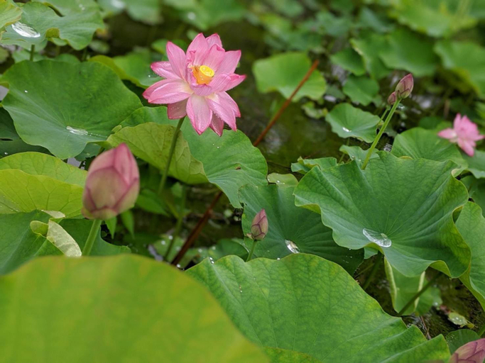 Others 2, Ohanabatake, Tsuruoka
