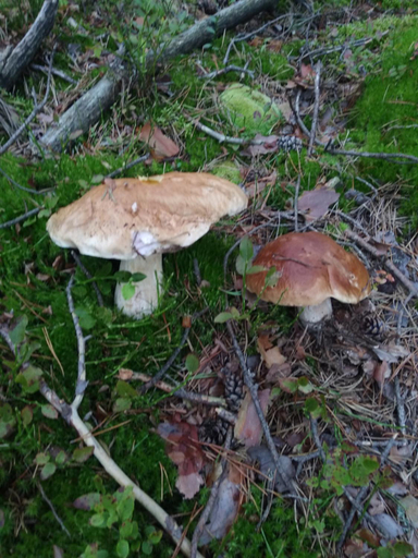 Others 3, Agroturystyka Zacisze Guciow, Zamość