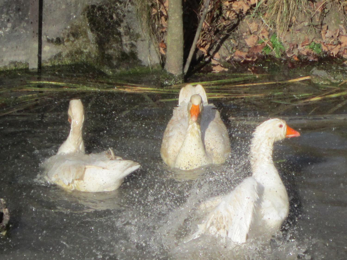 Others 5, Gast und Hof Spittel, Waldenburg