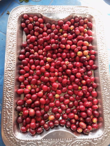 Food & Drinks 5, Gautam Garden Guest House, Gandaki
