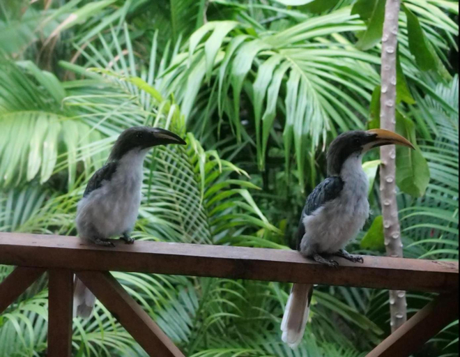 Others 2, Ama Eco Lodge, Dambulla